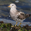 Surfbird